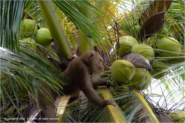 Живые машины по сбору кокосов. Торговые сети выступают против продуктов, собираемых обезьянами