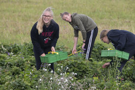 ФОТО: юные дружинники летом собирают клубнику и создают квесты
