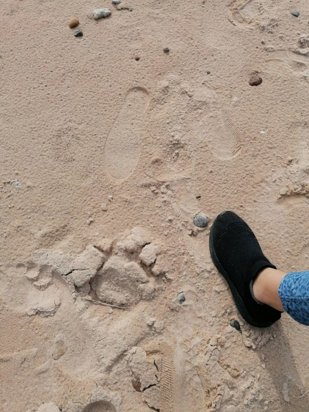 Внимание! На популярном латвийском пляже прогуливается медведь