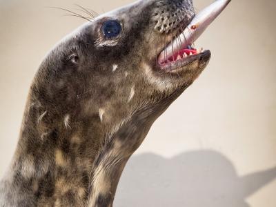 В понедельник для клайпедских тюленят-найдёнышей начнётся новая жизнь