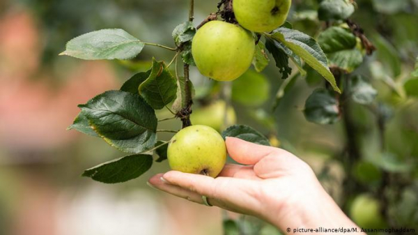 Нарвать и не нарваться: где в Германии можно бесплатно собирать яблоки