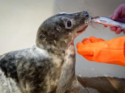 В понедельник для клайпедских тюленят-найдёнышей начнётся новая жизнь