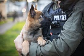 ФОТО: эстонскую полицию усилил щенок Сям — брат Террора
