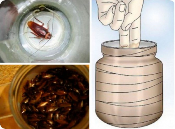Как избавиться от тараканов дома: народные рецепты и препараты-профи