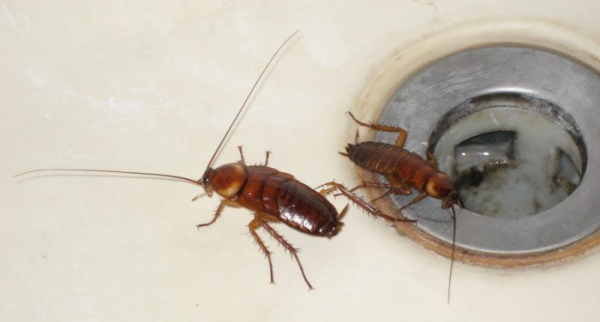 Как избавиться от тараканов дома: народные рецепты и препараты-профи