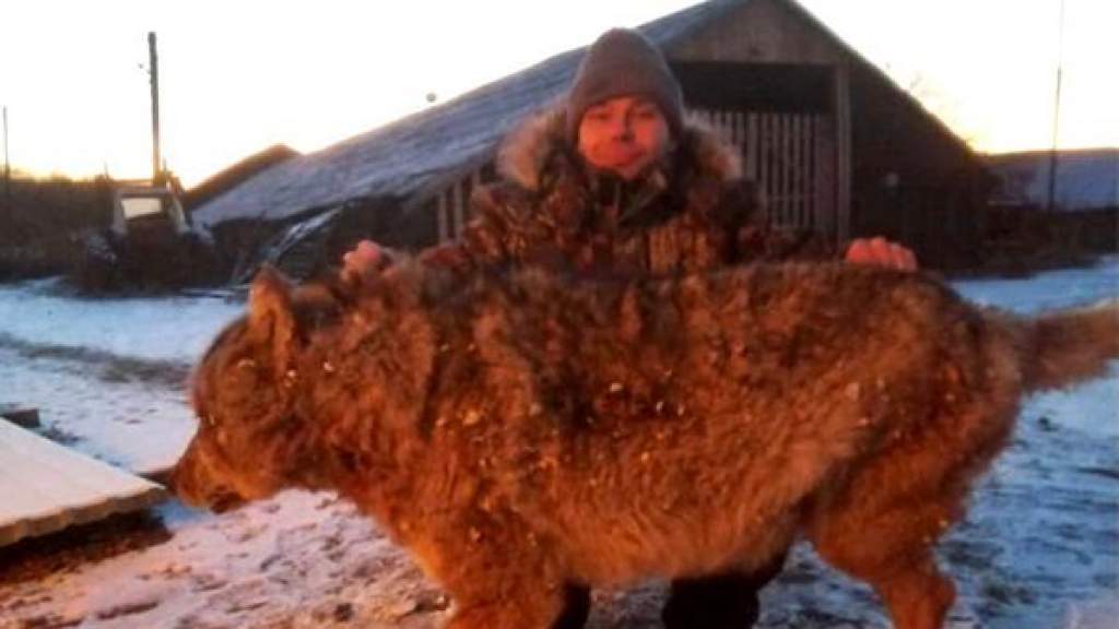 Настоящий русский: британцев восхитил задушивший волка фермер из России
