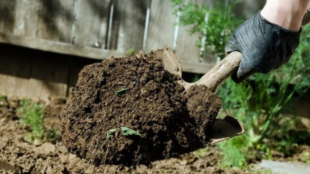 Грунт для газона: правильный выбор почвы и ее корректная подготовка