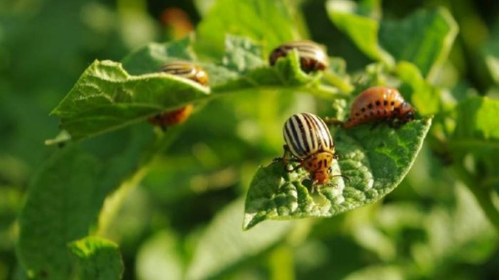 Как избавиться от колорадского жука: народные методы и помощь препаратов