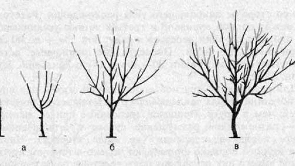 Как обрезать плодовые деревья правильно: виды процедур и их особенности
