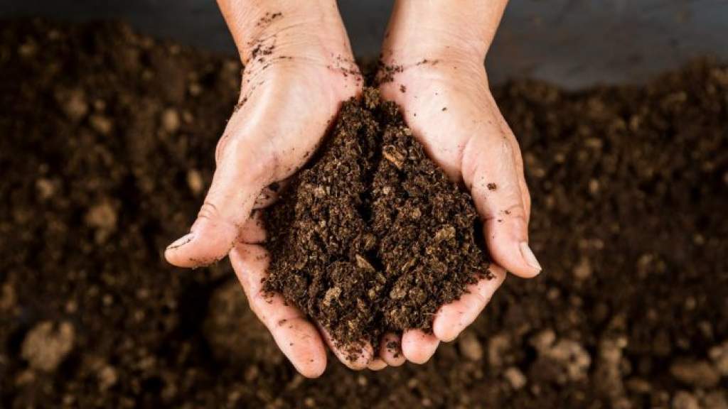 Как повысить плодородие почвы: наиболее эффективные способы «возрождения»