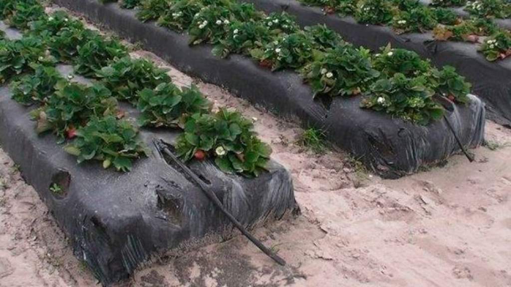 Как выращивать клубнику в открытом грунте: методы, особенности и секретыухода