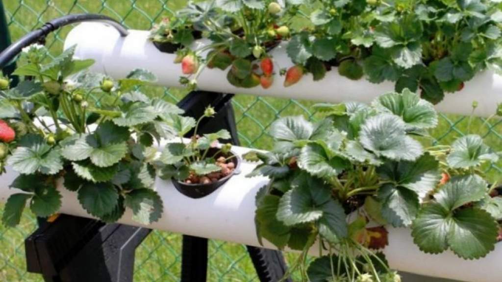 Как выращивать клубнику в открытом грунте: методы, особенности и секреты ухода