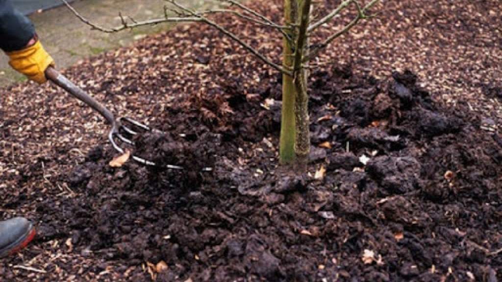 Как выращивать вишню: правила посадки деревьев и корректный уход за ними