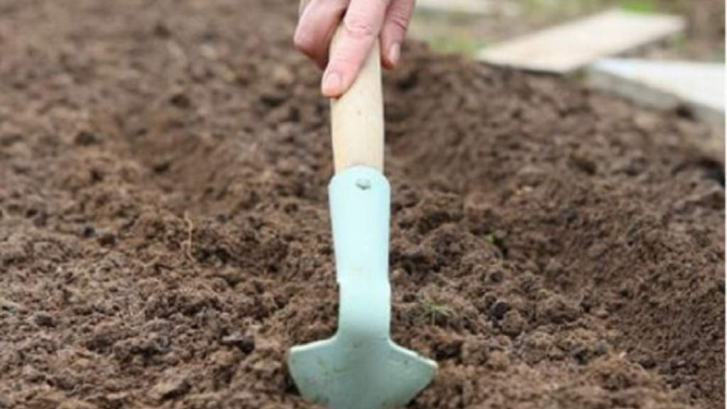Как вырастить арбуз в теплице: правила посадки и особенности ухода