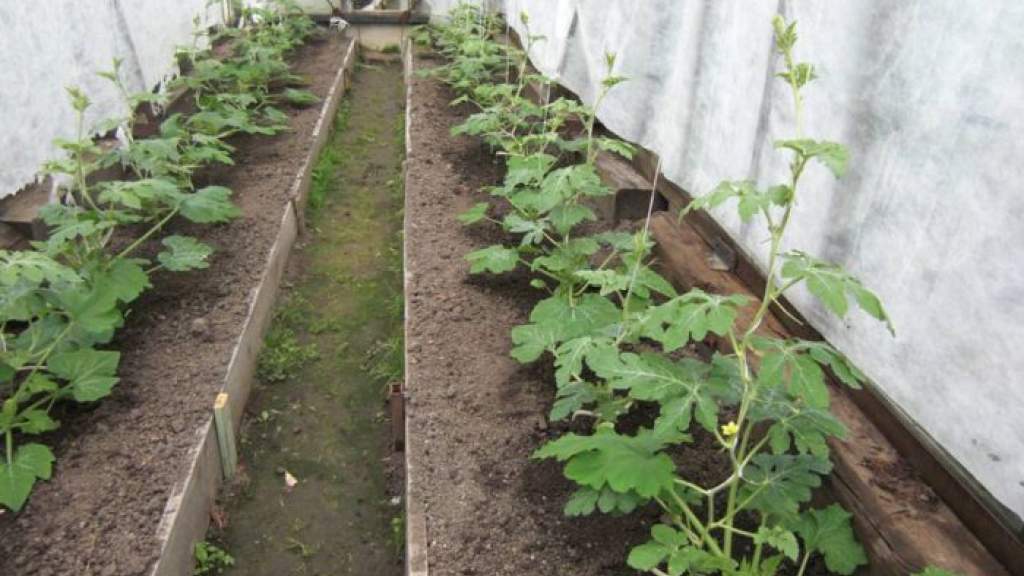 Как вырастить арбузы и дыни в теплице – подробная инструкция для успешного выращивания