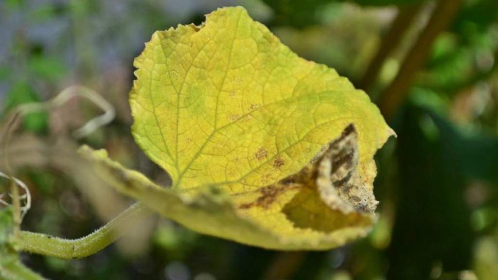 Почему желтеют листья у огурцов: причины и как с этой бедой бороться