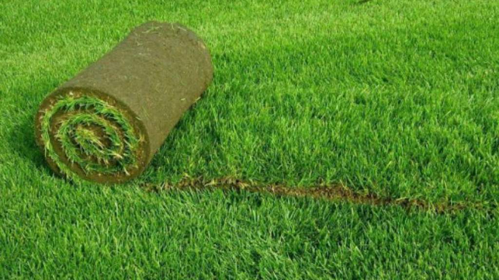 Укладка рулонного газона: технология, ее особенности и рекомендации