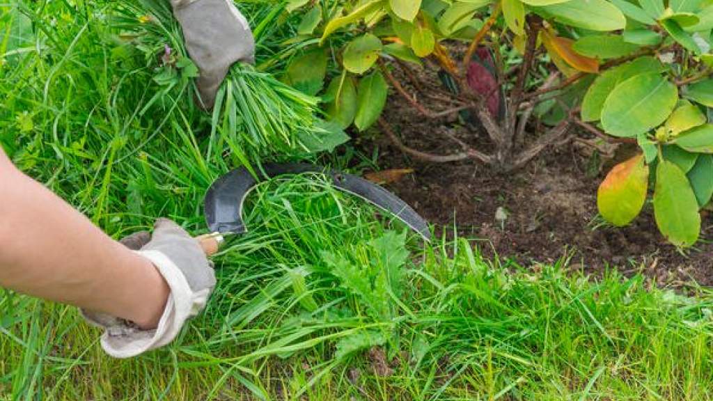 Чем лучше косить траву: виды садового оборудования и режущие инструменты