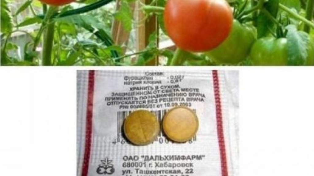 kak i chem opryskivat tomaty pravila obrabotki i assortiment sredstv 7905c1f