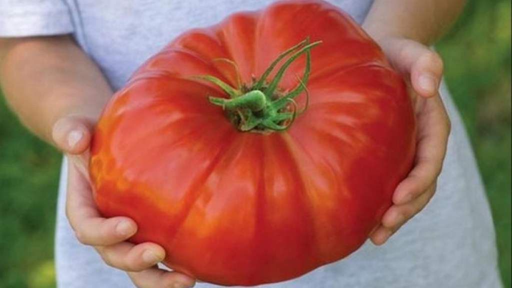 kak i chem opryskivat tomaty pravila obrabotki i assortiment sredstv 8b5a66e